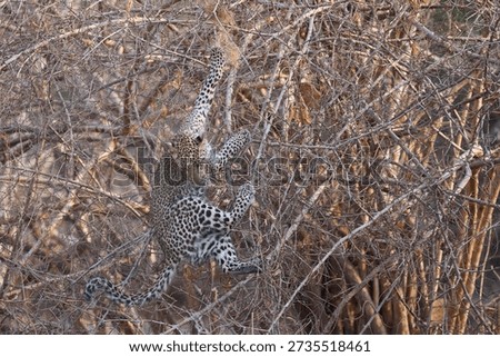 Leopard cub (Panthera pardus) leaping into a bush to grab a birds nest in South Luangwa National Park, Zambia
