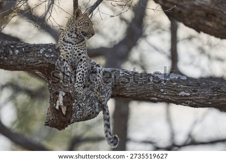 Leopard cub (Panthera pardus) in a tree in South Luangwa National Park, Zambia