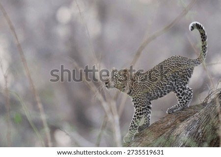 Leopard cub (Panthera pardus) in a tree in South Luangwa National Park, Zambia
