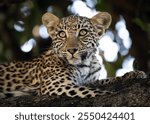 Leopard cub is seen in Okavango Delta on November 2024