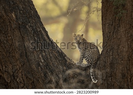 Leopard Cub Sitting in a Tree