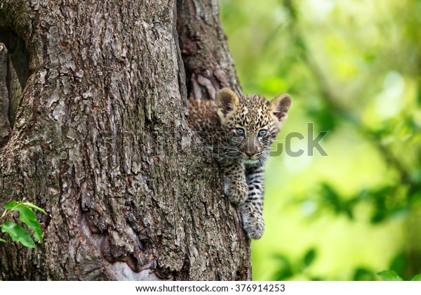 Leopard cub in the tree hole in Masai Mara, Kenya.\
Mother: Leopard Bahati