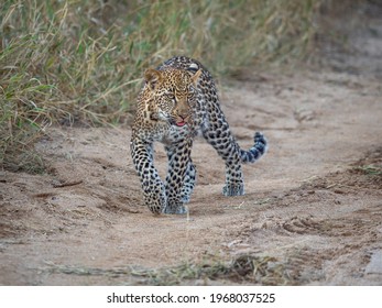 Leopard cub walking down the dirt road
