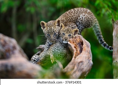 Leopard Cubs Playing On A Dry Tree In Masai Mara, Kenya. Mother: Leopard Bahati