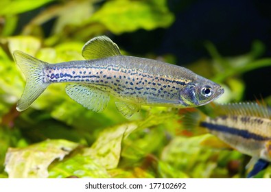 Leopard Danio