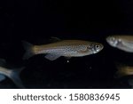 A leopard danio, Danio rerio var frankei, with a dark background.