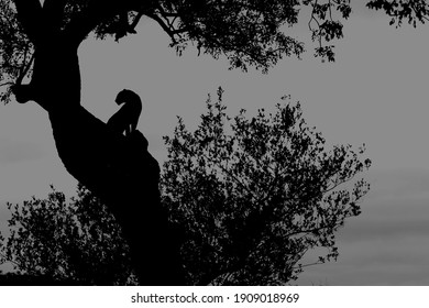A leopard in the dark