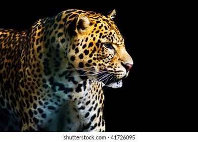 Leopard From The Dark