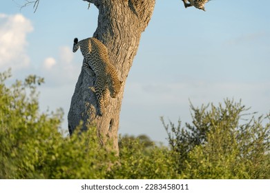 Leopard descending from a tree - Botswana