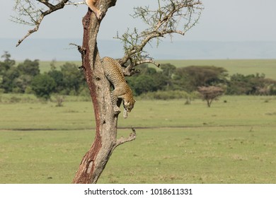 a leopard descends from a tree on the grasslands of the Maasai Mara, Kenya