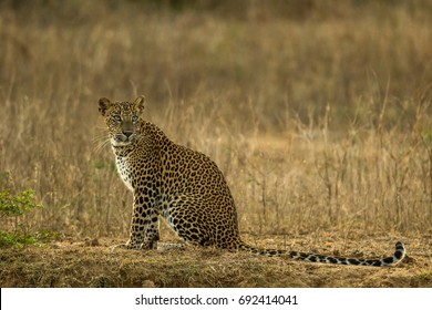 Leopard At Drought Yala National Park.