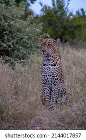 3,593 Sunset leopard Images, Stock Photos & Vectors | Shutterstock
