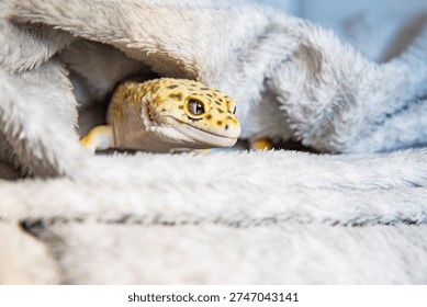 leopard eublepharis with cute face hiding in shaggy fabric