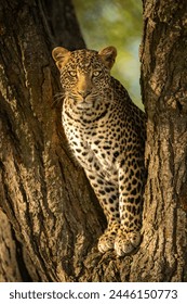 Leopard eyeing camera from fork of tree