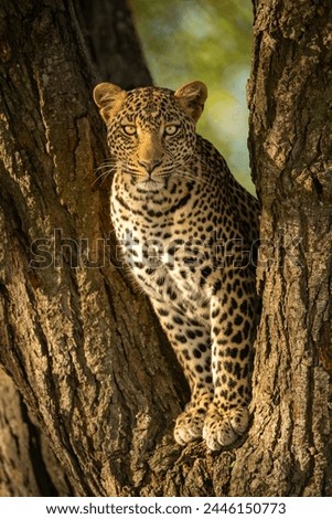Leopard eyeing camera from fork of tree