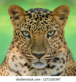 Leopard Eyes Portrait