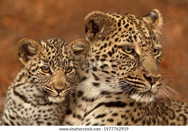 Leopard face of mother and\
cub