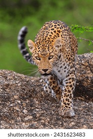 Leopard Face Off In Forest 