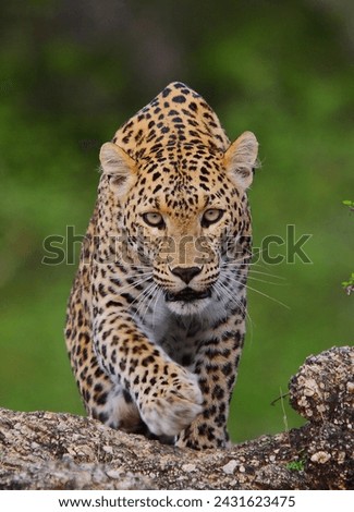 Leopard Face Off In Forest 