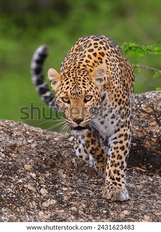 Leopard Face Off In Forest 