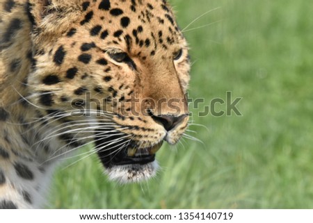 leopard face sideshot