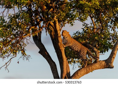 Leopard female climbing on a tree in Masai Mara, Kenya