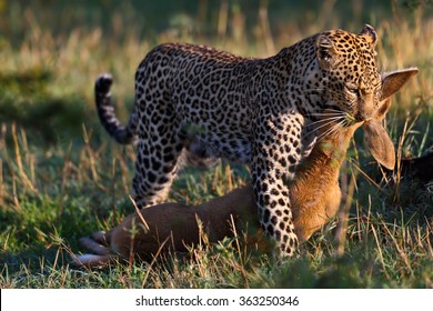 Leopard Female Lorian Carrying A Steenbok After A Successful Hunt In Masai Mara, Kenya