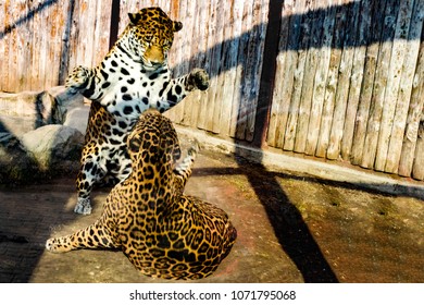 A Leopard Fight For Food