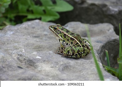 Leopard Frog