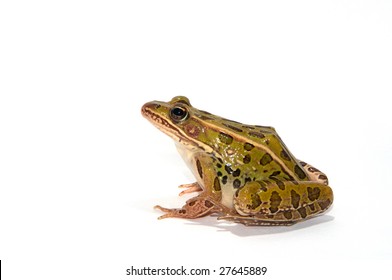 Leopard Frog