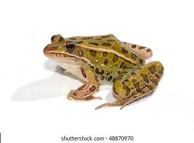 Leopard Frog