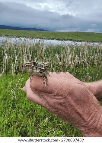 Leopard frog being gently held by a person near a natural wetland with tall grasses and water in the background. Close‑up view showing the frog’s detailed markings, green and brown coloration, and natural habitat. Ideal for themes of wildlife, amphibians, conservation, biology, wetlands, and outdoor education.
