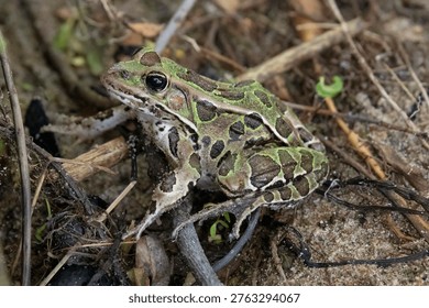 Leopard frog on the ground 