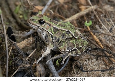 Leopard frog on the ground 