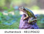 Leopard Frog on the rock with copy space.
