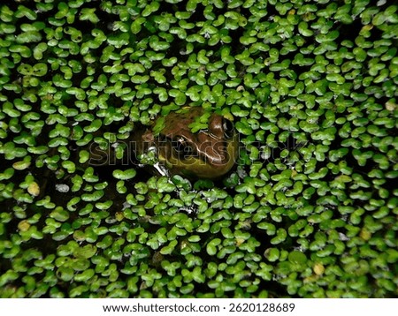 A Leopard Frog poking its head out of the water. Lots of duckweed all around it.