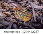 Leopard frog in rain forest