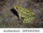 Leopard Frog in southern Alberta