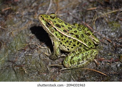 Leopard Frog In Southern Alberta