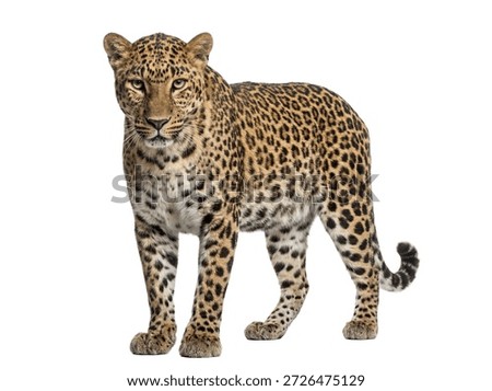 Leopard front view, isolated on white background.