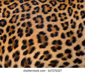 Leopard Fur Background