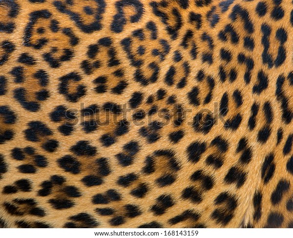 real leopard fur