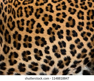 Leopard fur texture (real fur)
