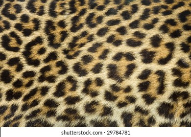 Leopard Fur Texture (real)