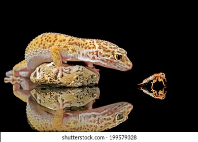 Leopard Gecko