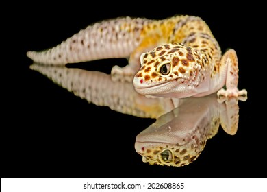 Leopard gecko