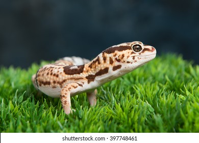 Leopard Gecko