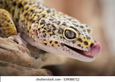 Leopard Gecko