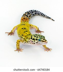 Leopard Gecko