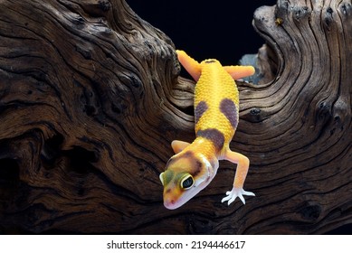 Leopard Gecko Black Background Stock Photo 2194446617 | Shutterstock